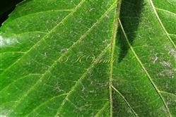  Leaf-a part (Adaxial view)